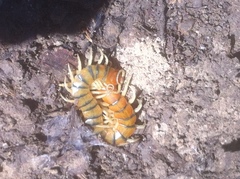 Scolopendra polymorpha