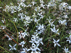 Lobelia perpusilla