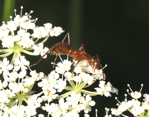 Uncertain Field Ant photo 3