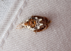 Piloprepes gelidella
