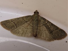 Hypsopygia nostralis