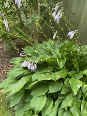 Hosta