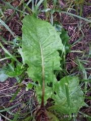 Taraxacum officinale