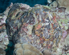 Antennarius commerson