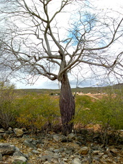 Ceiba glaziovii