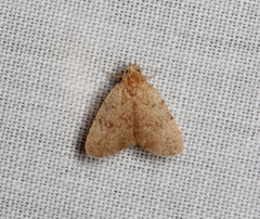 Tolpiodes oligolasia