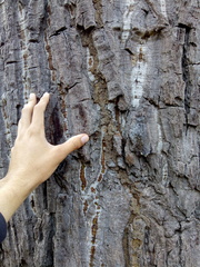 Ceiba glaziovii