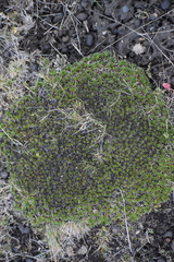 Azorelloideae