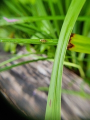 Chlorops pumilionis