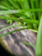 Chlorops pumilionis