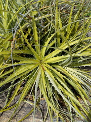 Encholirium spectabile