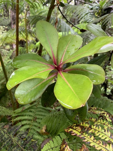 Myrsine lessertiana
