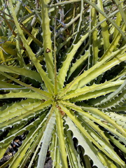 Encholirium spectabile