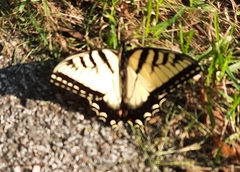 Papilio canadensis × glaucus