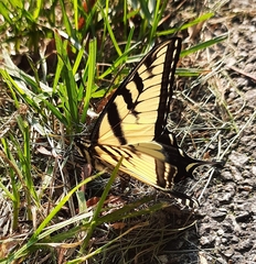 Papilio canadensis × glaucus