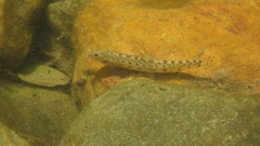Cobitis paludica