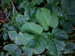 Aegopodium podagraria