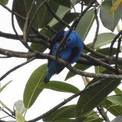 Cotinga nattererii