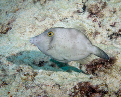 Roundtail Filefish photo 3