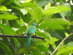 Jacamerops aureus