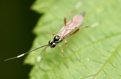 Ischnus inquisitorius