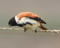 Serinus alario
