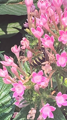 Myzinum quinquecinctum