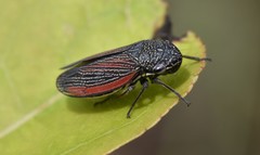 Cuerna striata