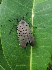 Lycorma delicatula