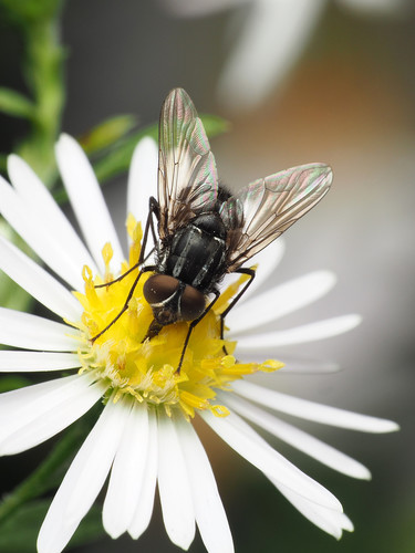 Graphomya americana