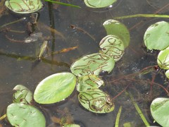 Polypedilum braseniae