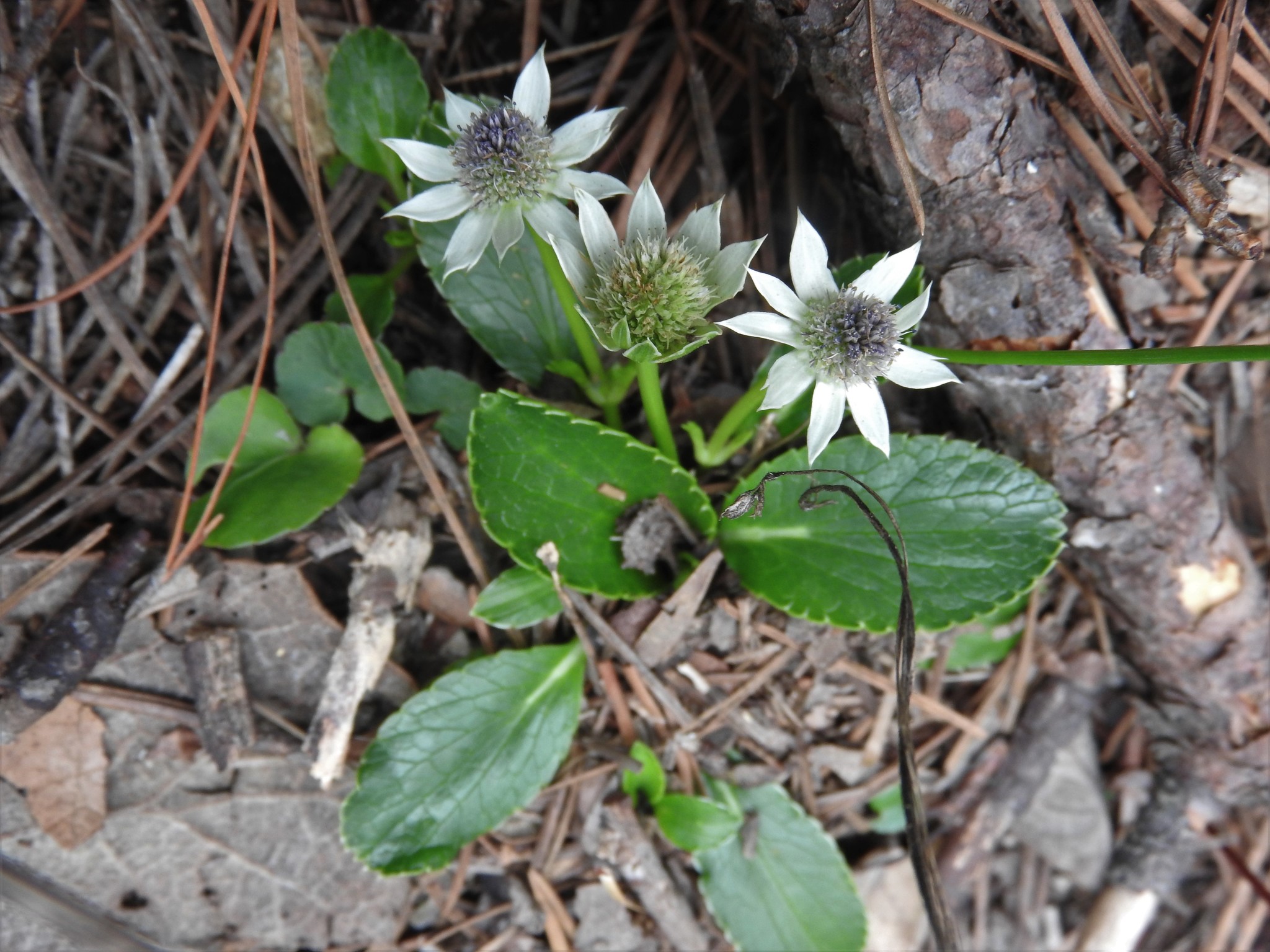 Eryngium carlinae F.Delaroche