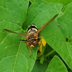 Sphecius speciosus