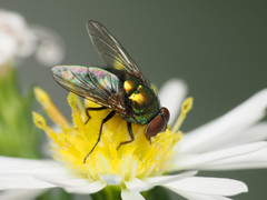 Lucilia illustris
