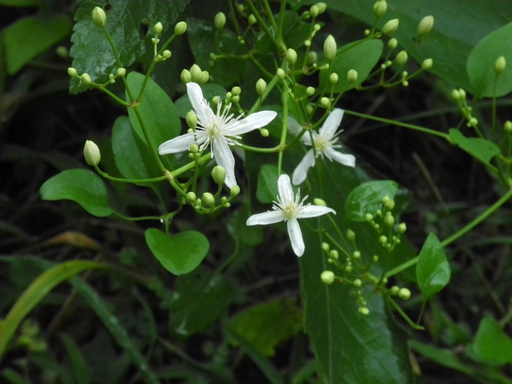 Clematis terniflora