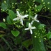 Clematis terniflora - Photo (c) Michael J. Papay,  זכויות יוצרים חלקיות (CC BY), הועלה על ידי Michael J. Papay
