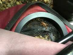 Ceuthophilus maculatus