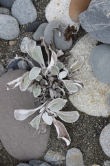 Senecio candidans