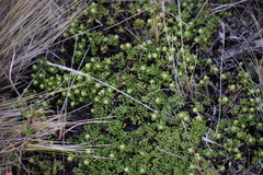 Baccharis magellanica
