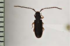 Uleiota truncata