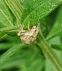 Pseudocneorhinus bifasciatus