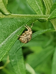 Pseudocneorhinus bifasciatus