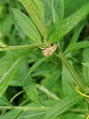 Pseudocneorhinus bifasciatus