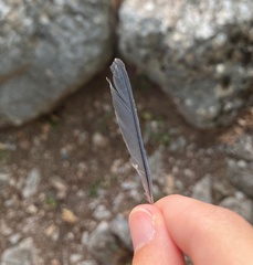 Cyanistes caeruleus calamensis