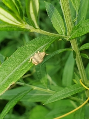 Pseudocneorhinus bifasciatus