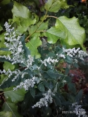 Chenopodium album