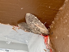 Pseudohemihyalea edwardsii