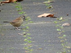 Rusty Sparrow photo 3