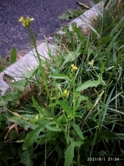 Sisymbrium officinale