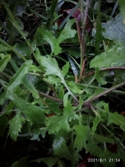 Sisymbrium officinale